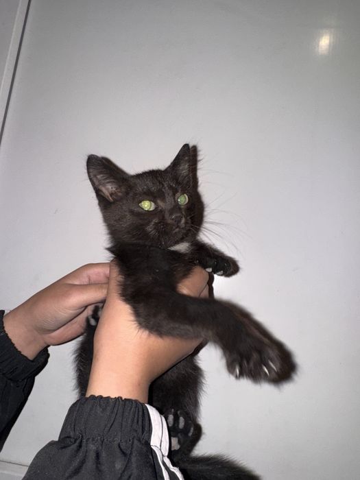 Кошка в добрые руки