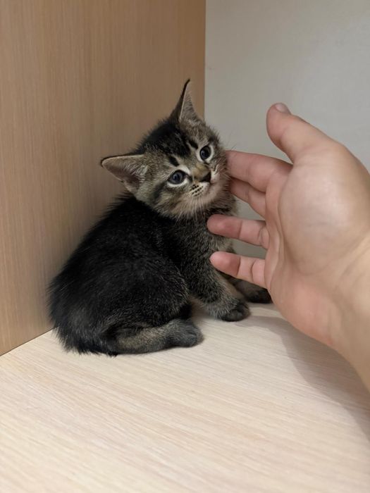 Британский котёнок