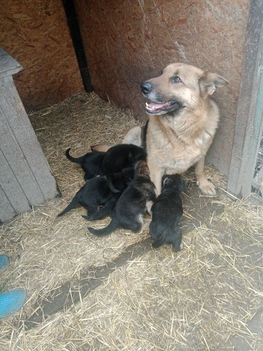 Немецкой овчарки