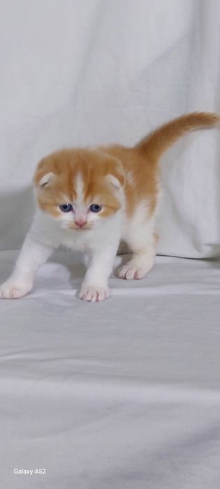 Продаётся  мальчик  очень  крупный  биколор