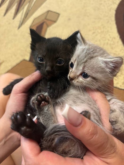 отдам котят в хорошие руки