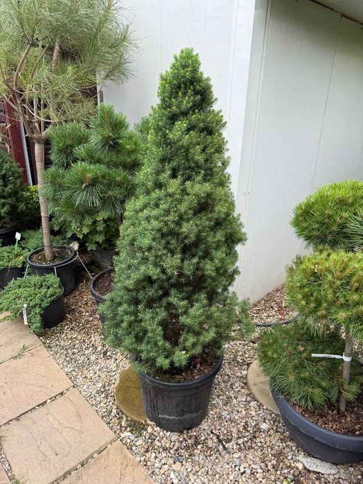 Plante Decorative si Ornamentale