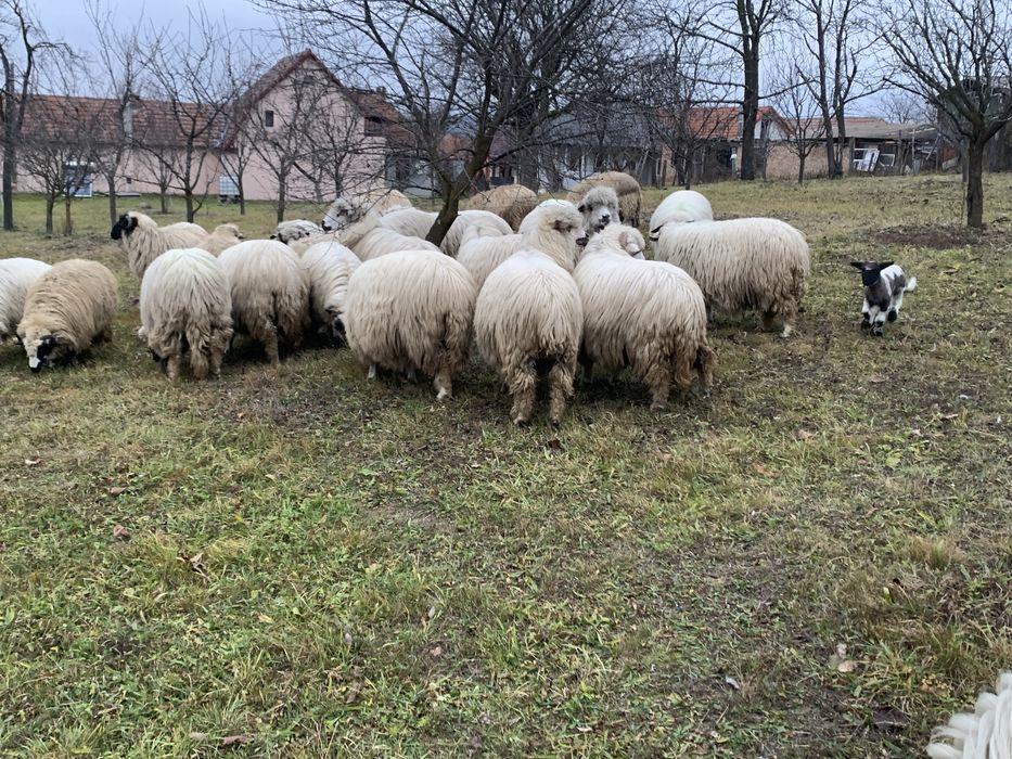 Vand 12 oi cu miei