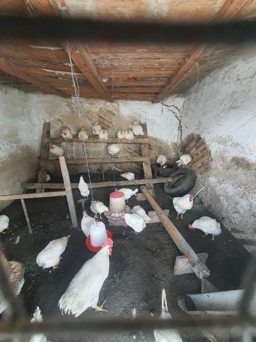 Яйцо  инкубационный