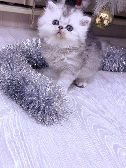 Британцы! Шиншила серебро!