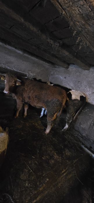 Vând  2 juninci  gestante