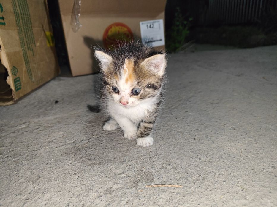 Котята бесплатно