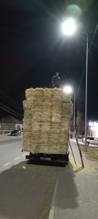 Шөп пірес жоңышқа