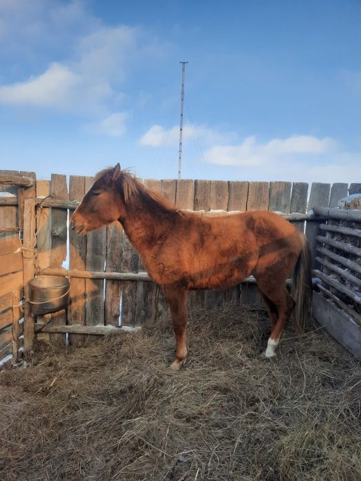 1.5 тай сатылады