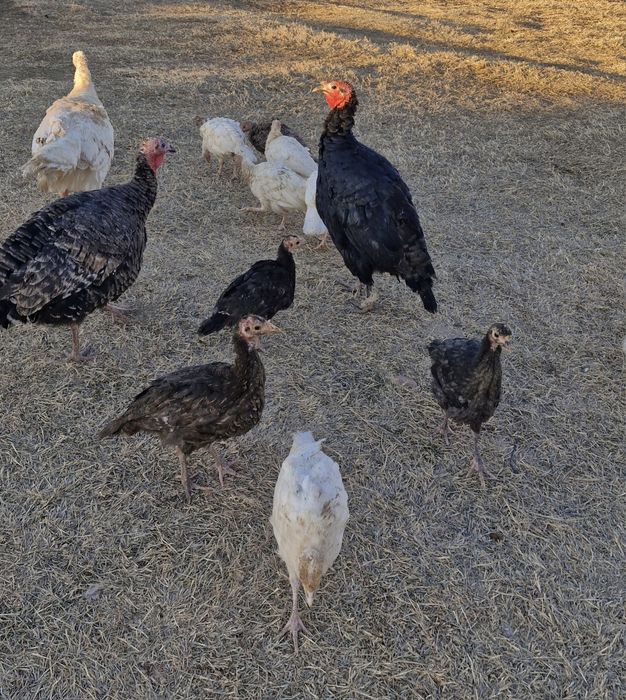 Kurka jujalari sotiladi 3 oylik