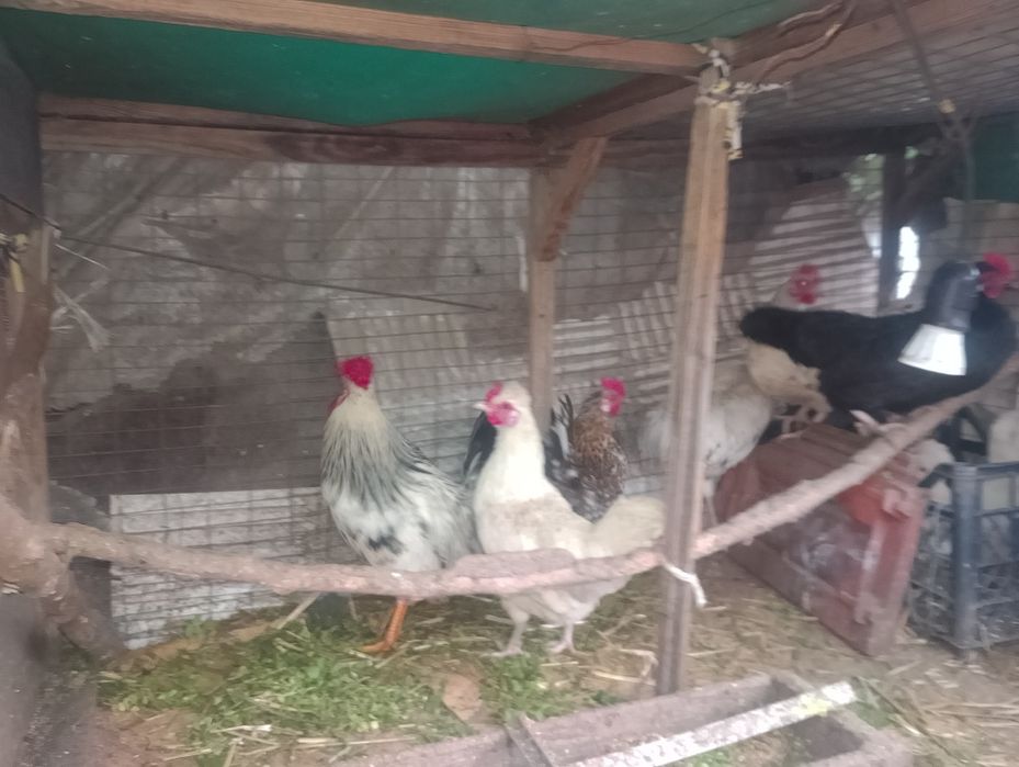 Декоративни кокошки