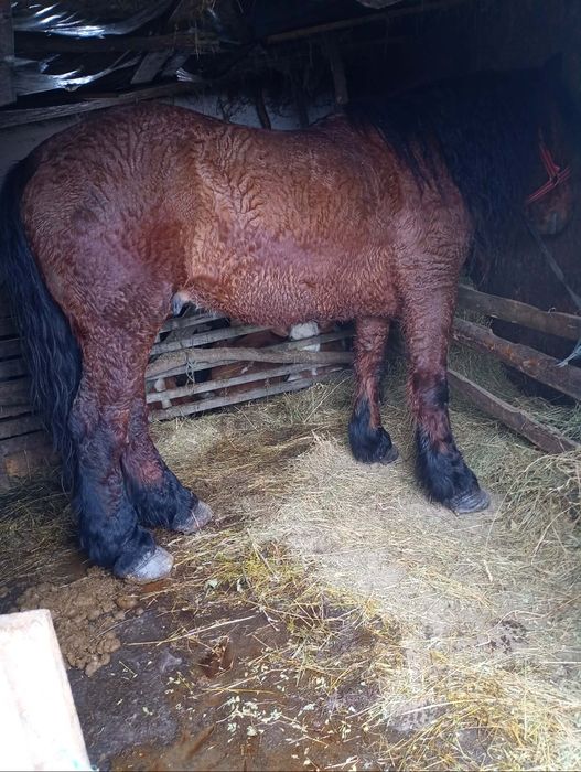 Vând cal bun de ham