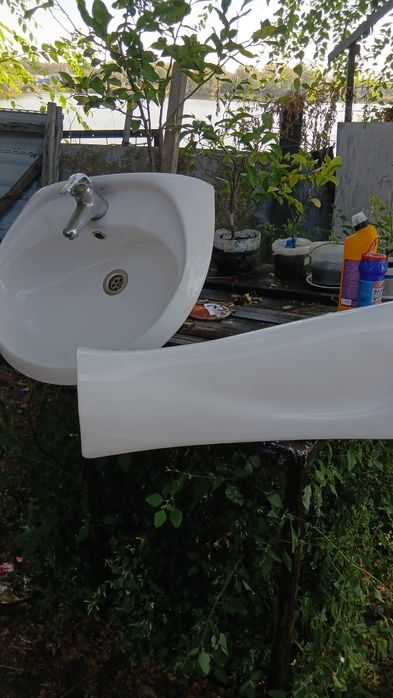 Продам   тюльпан