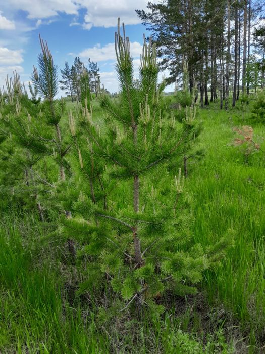 Сосна обыкновенная