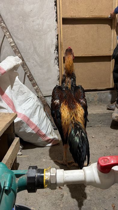 Дакан қораз сатылады