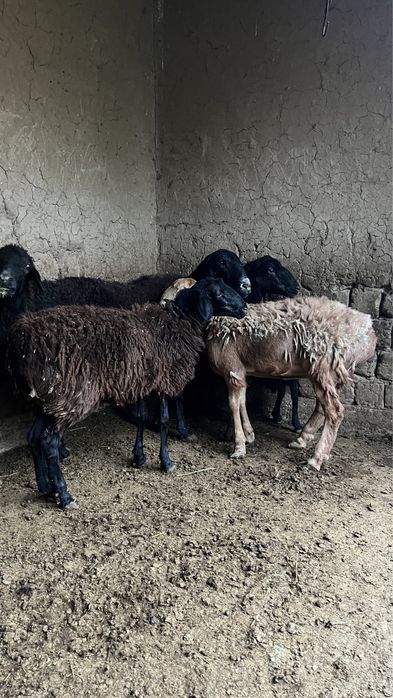 Кошкар саулык токты козы