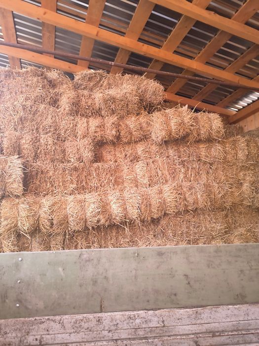 Baloți paie de grau,orzoaica, fan și Lucerna