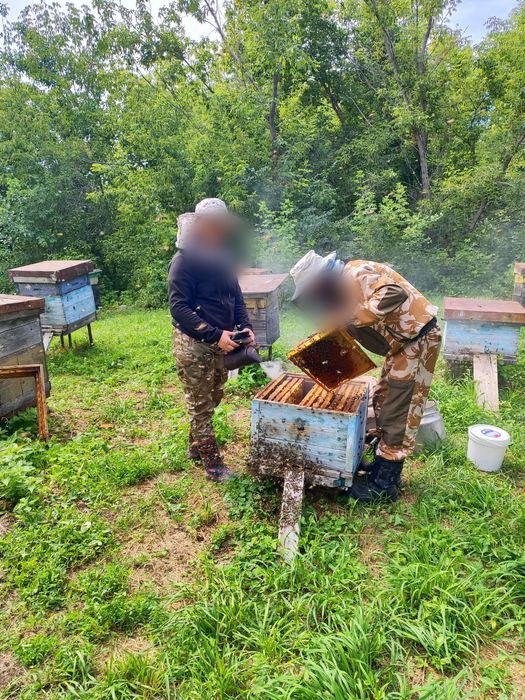 Продам Катон-Карагайский мёд