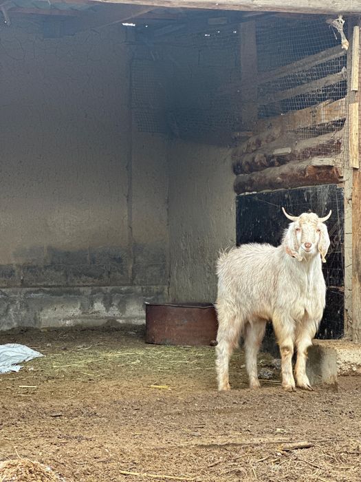 Теке таза пародалы