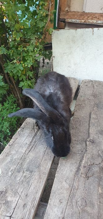 Кролики фландер продам