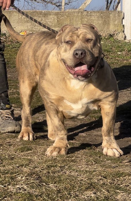 ТОП Американско були ХХЛ