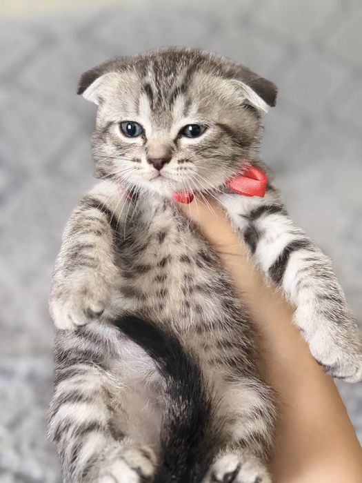 Шотландские вислоухие котята