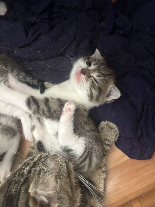 вислоухие котята