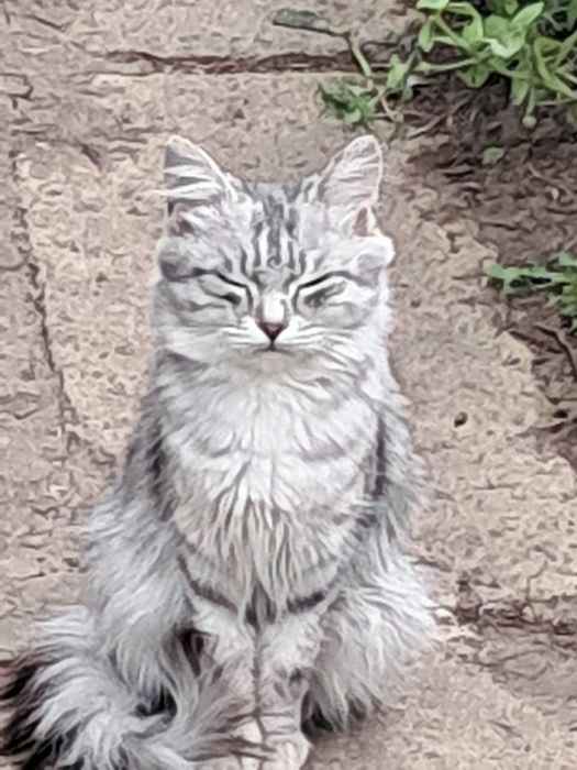 Отдам ласковую кошечку даром