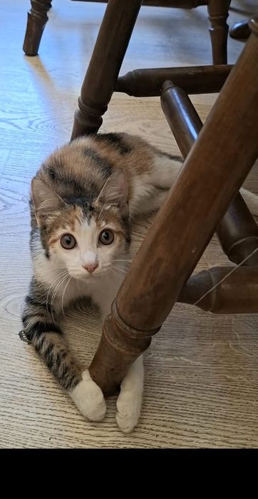 Чудо котенок девочка в добрые руки!