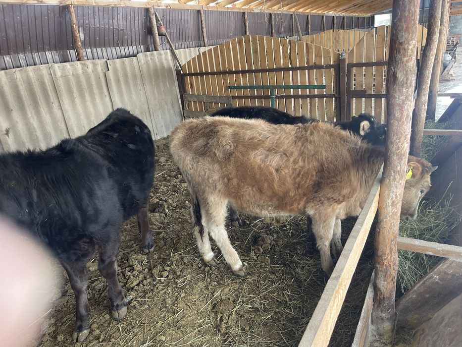 Крупно рогатый скот