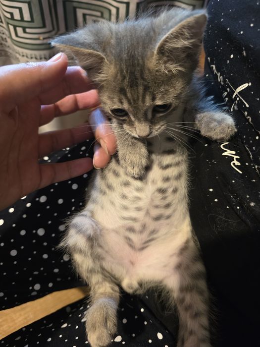 Ищу дом котёнку мальчику