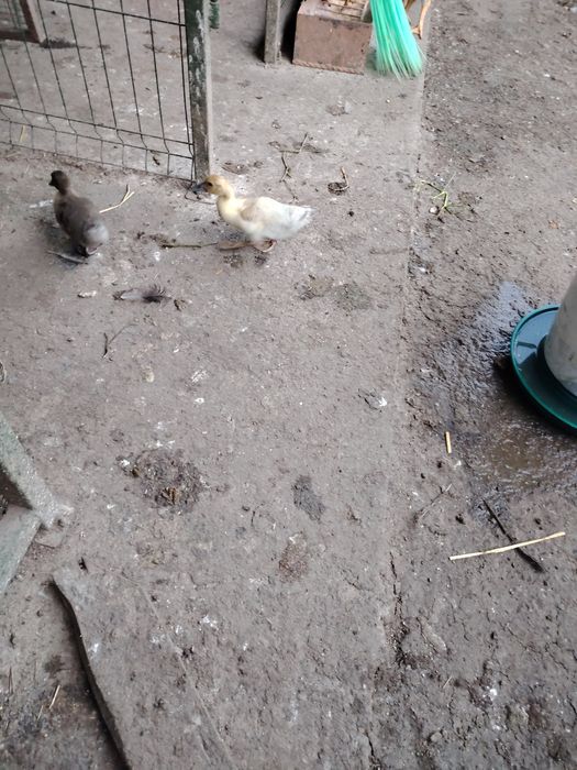 Boboci rata muta leseasca. Rate rățoi rățuște