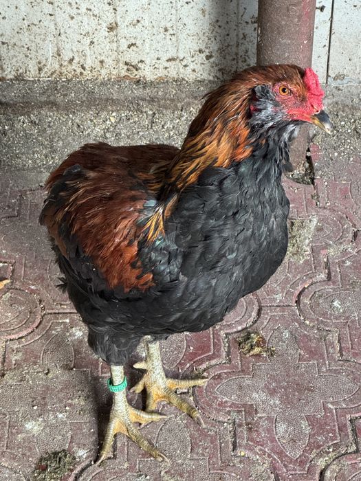 Cocoși de rasă – Moțați, Wyandotte, Ameraucana, Păduană, Australorp