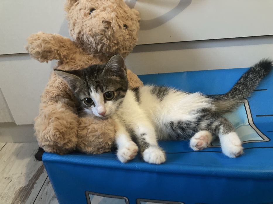 Котенок в добрые руки мальчик
