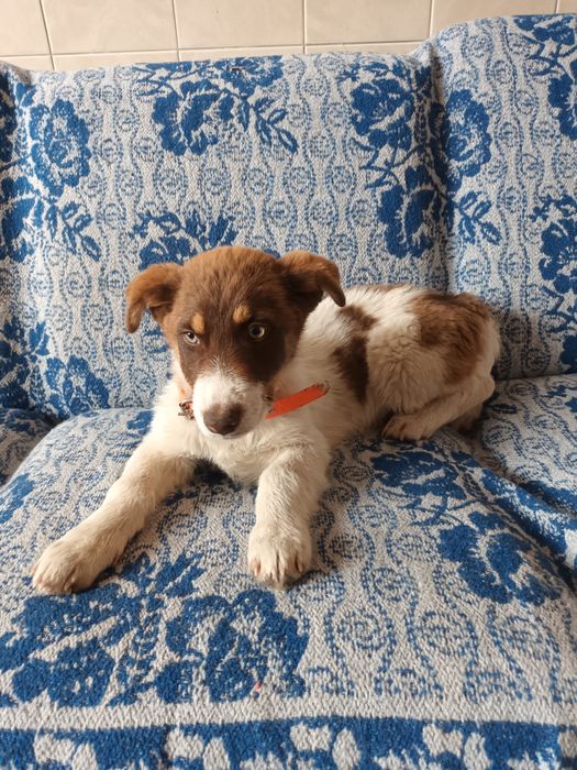 Подарява се бебе Бък