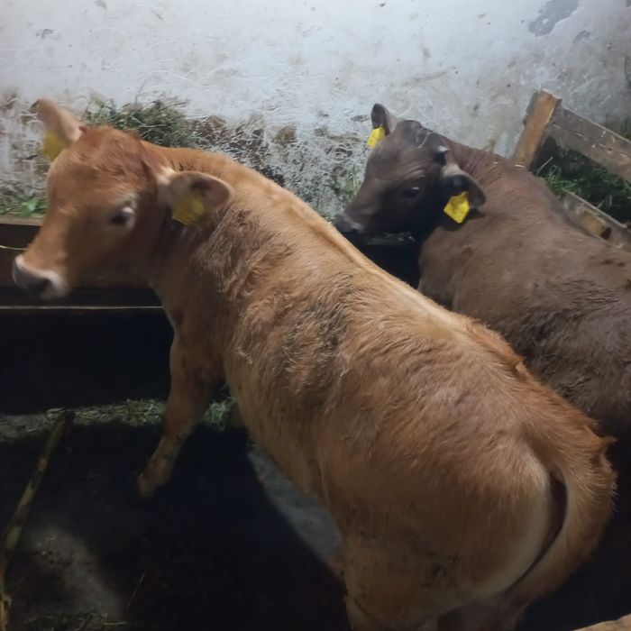 Vand Vitei 3 luni