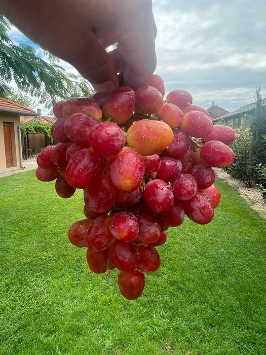 Cupidon vita de vie la ghiveci