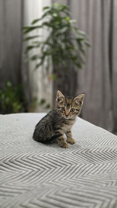 Отдам котёнка в добрые руки!