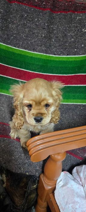 Американски кокери