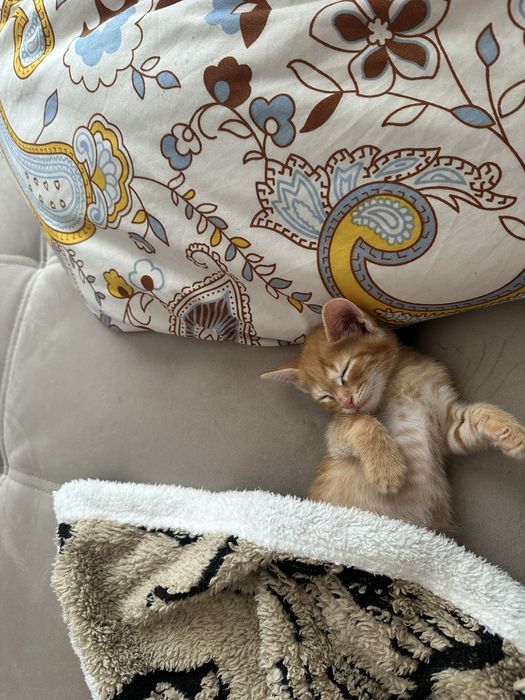 Рыженький котенок