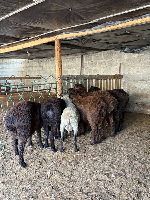 Қозы кошкар баран овцы