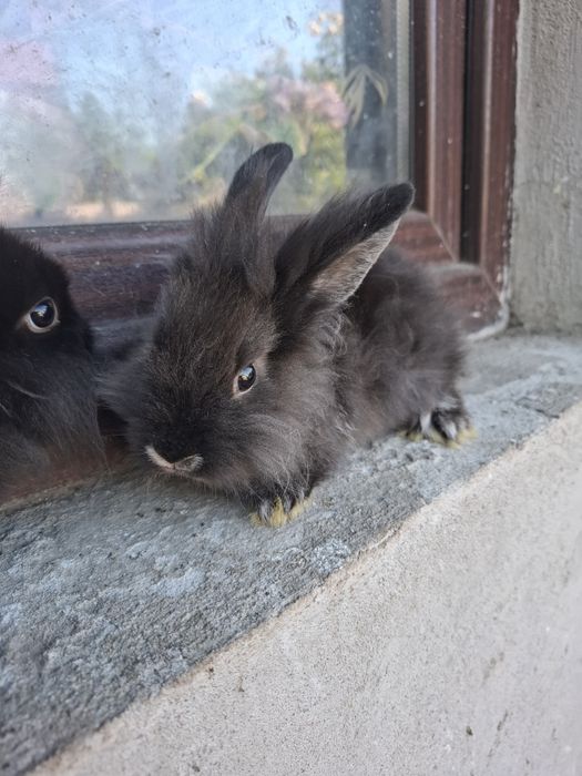 Iepurași drăgălași rasa cap de leu