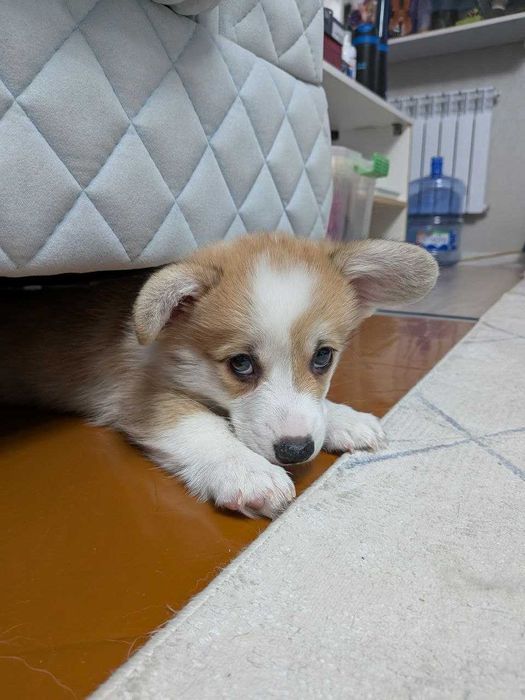 Продаются щенки корги пемброк (2мес)