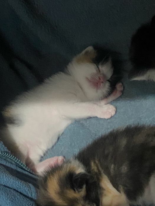 котята в хорошие руки