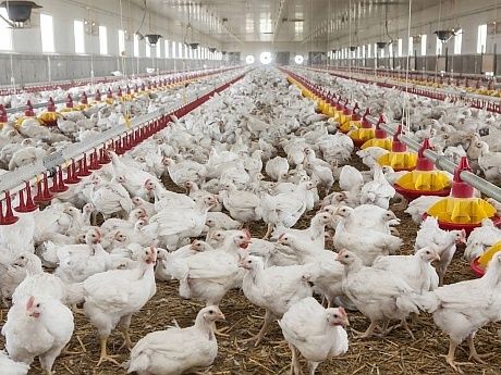 Ferma autorizata vindem pui alb de carne și puii rasa mixta