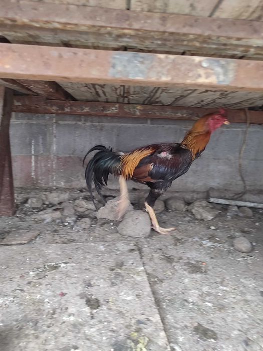 Петух дакан продам