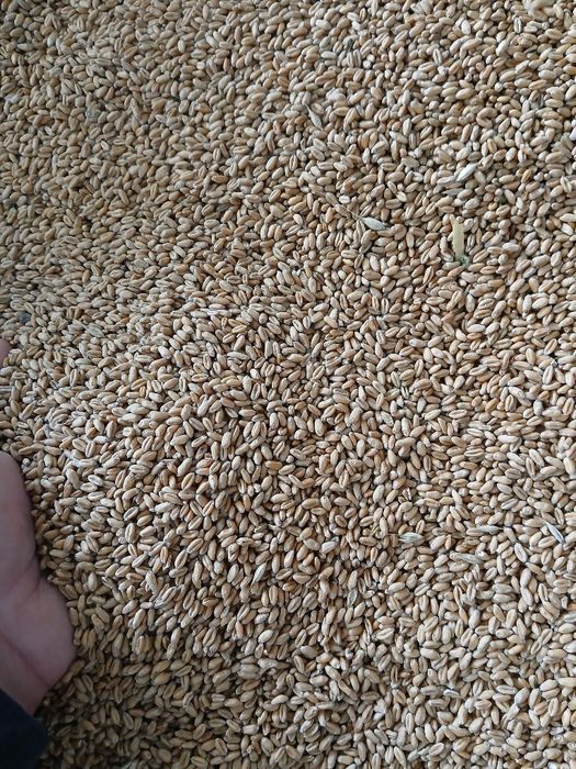 Grâu de vanzare 1,30 kg recoltă 2025