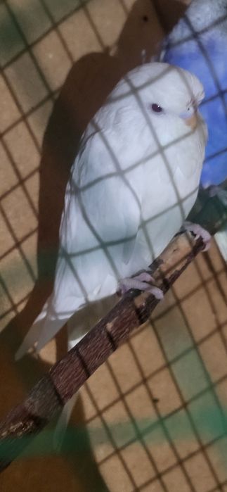 Андурка Попугай...