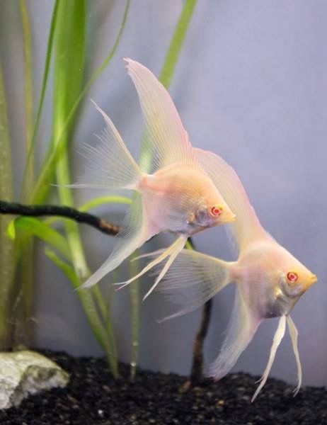 Скалярия Альбино вуалевый