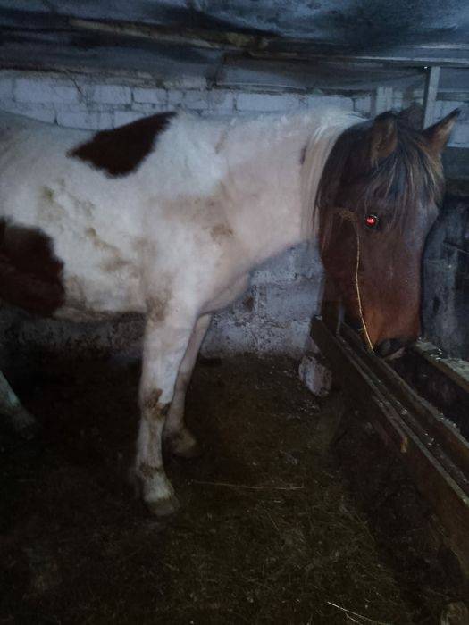 Бие Сатылады буаз